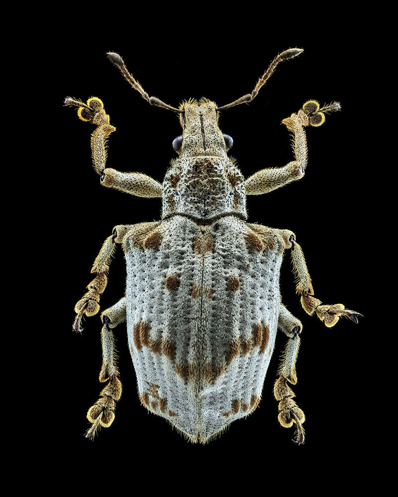 Magnified colour photograph of a Short Nose Weevil by Levon Biss
