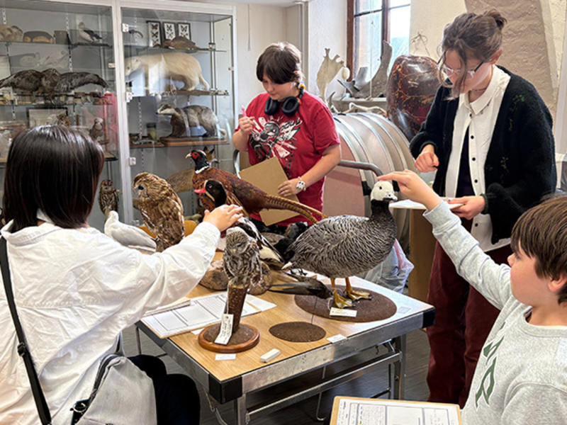 Four young people gather around a table examining and sketching taxidermy birds, with natural history displays and specimens around the room