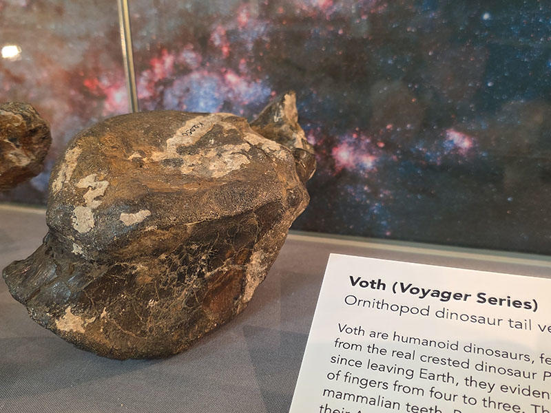 ornithopod dinosaur tail vertebrae