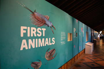 The First Animals exhibition