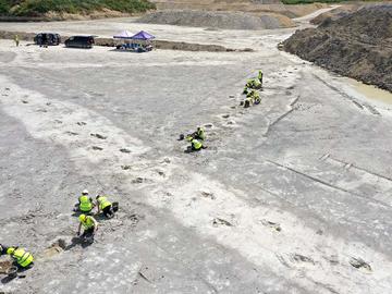 Several people in hi-viz jackets excavating two lines of dinosaur footprints 