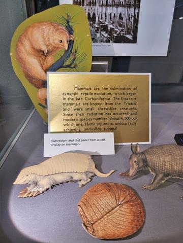 Illustrations and text panel from a past display on mammals