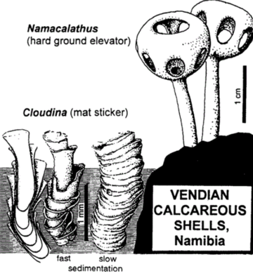 A diagram of Cloudina and Namacalathus