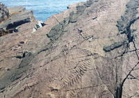 The spectacular Ediacaran fossil bed in Newfoundland, Canada - a UNESCO World Heritage site.
