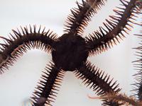 Starry eyes on the reef: colour-changing brittle stars can see