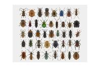 Colourful insects from the HOPE collection on a white background