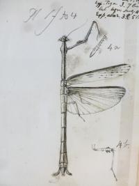 Sketch of mantis by J O Westwood