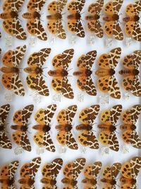 marvellous moths